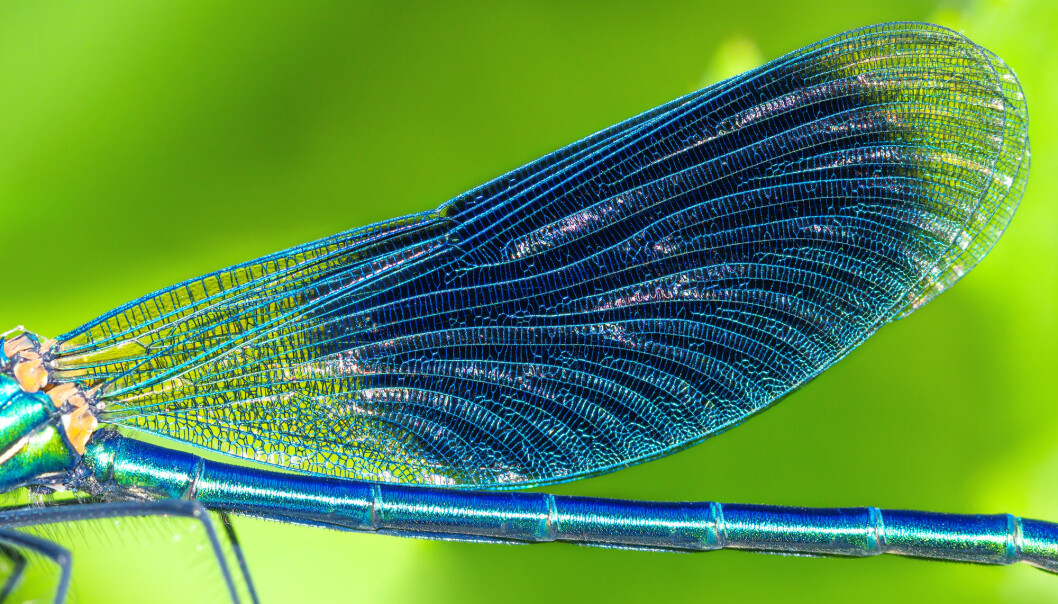 Øyenstikkere heter dragonflies på engelsk, på norsk blir det dragefluer. Øyenstikkere heter dragonflies på engelsk, på norsk blir det dragefluer.