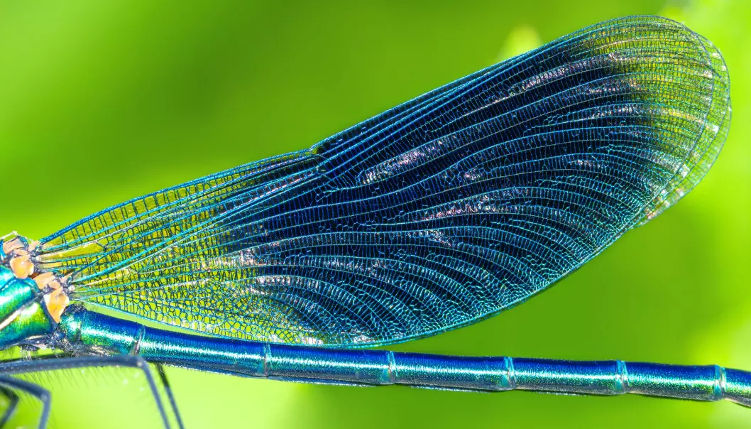 Øyenstikkere heter dragonflies på engelsk, på norsk blir det dragefluer.
