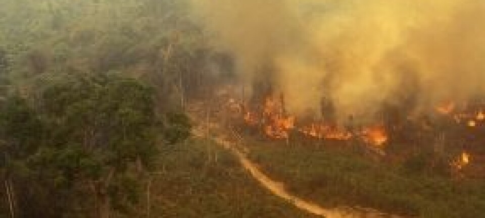 Brann i regnskogen i Amazonas. (Illustrasjonsfoto: iStockphoto)