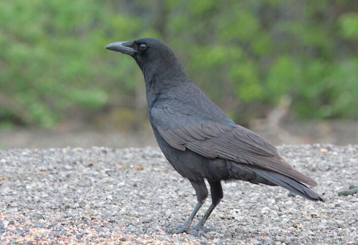 Det er denne typen kråke, Corvus brachyrhynchos, eller vill amerikansk kråke, som la de maskekledde forskerne for hat. (Foto: Wikimedia Commons) Det er denne typen kråke, Corvus brachyrhynchos, eller vill amerikansk kråke, som la de maskekledde forskerne for hat. (Foto: Wikimedia Commons)
