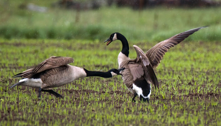 Hjerterytmen øker for både mennesker og dyr som slåss - eller som ser på en slåsskamp. Hjerterytmen øker for både mennesker og dyr som slåss - eller som ser på en slåsskamp.
