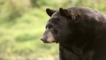 Bjørnen sover, men ikke som andre dyr