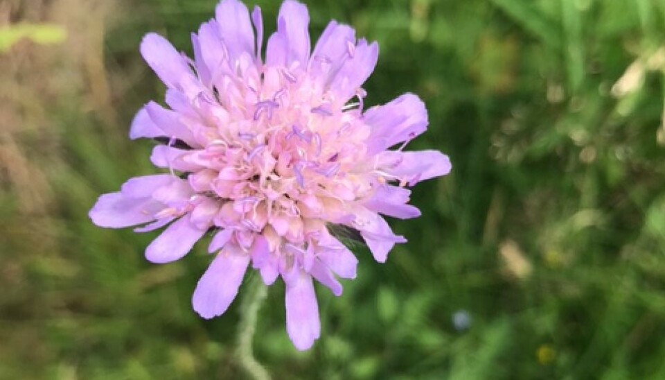 Denne vakre planten har du kanskje sett i veikanten i sommer. Men hva heter den egentlig?