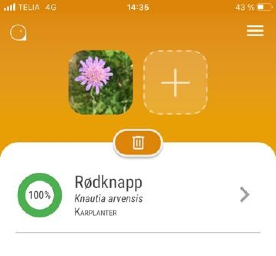 Artsorakelet er ikke så usikker på denne arten. Dette er en rødknapp.