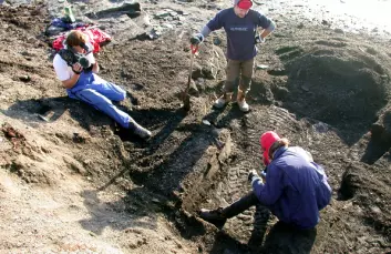 "Størrelsen på fossilet har overrasket forskerne, som her er i full gang med feltarbeidet, som varte fra 12. til 14. september 2006. Mer arbeid gjenstår på funnstedet før det vil være aktuelt å frakte fossilet til Longyearbyen."