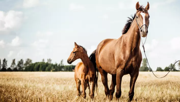 Hestene som lever i dag er i slekt med hestedyrene som døde ut for mange, mange millioner år siden.