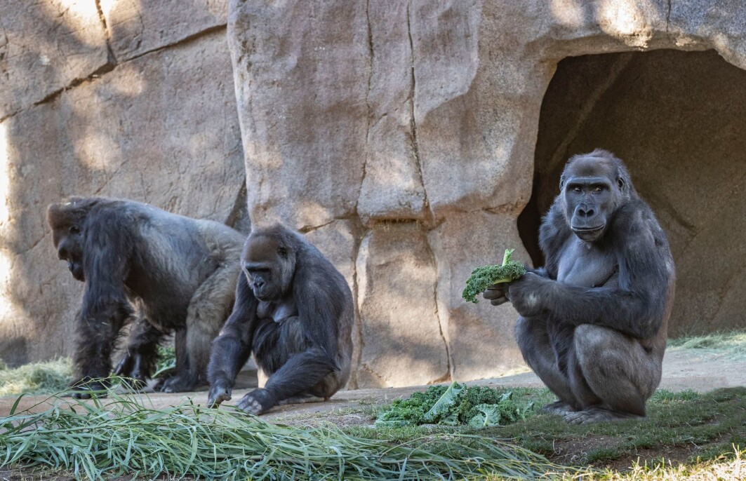 Åtte gorillaer i dyreparken i San Diego ble smittet med koronavirus. Nå har flere gorillaer i USA fått vaksine. Åtte gorillaer i dyreparken i San Diego ble smittet med koronavirus. Nå har flere gorillaer i USA fått vaksine.