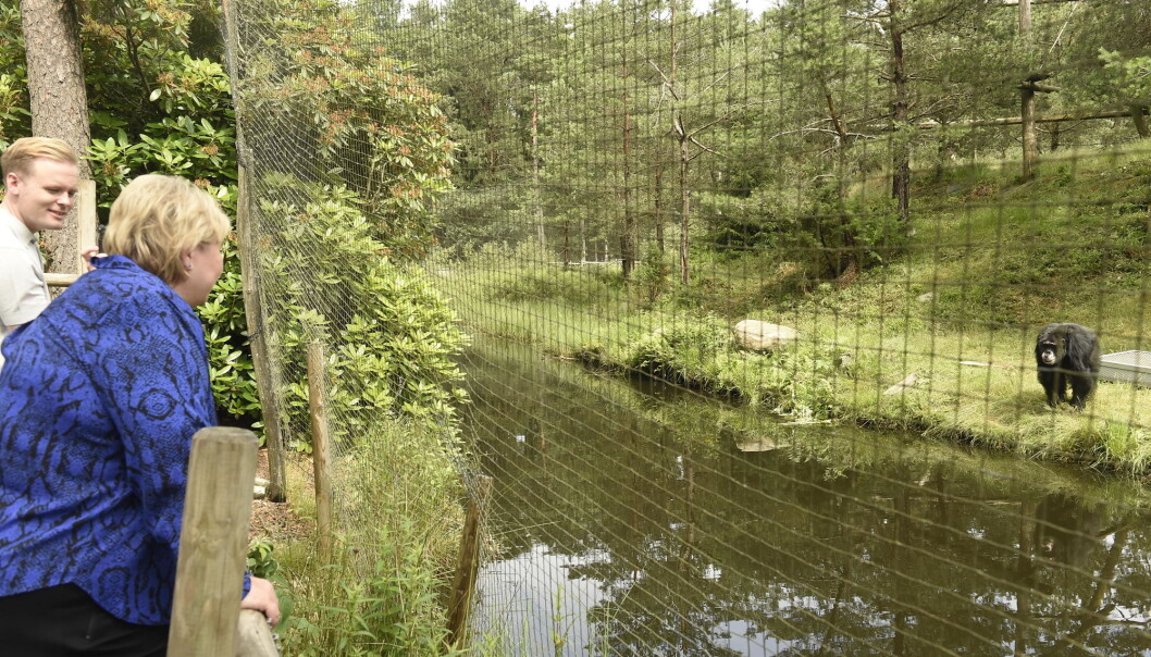 Sjimpansen Julius i Kristiansand Dyrepark er ennå ikke vaksinert. Det er derimot statsminister Erna Solberg, som besøkte Julius i dyreparken tidligere i sommer. Sjimpansen Julius i Kristiansand Dyrepark er ennå ikke vaksinert. Det er derimot statsminister Erna Solberg, som besøkte Julius i dyreparken tidligere i sommer.