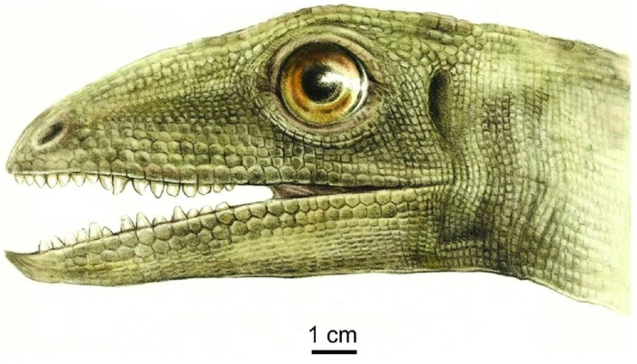 Slik så kanskje Silesaurus ut. Den spiste alt mulig, tror forskerne. Slik så kanskje Silesaurus ut. Den spiste alt mulig, tror forskerne.