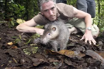 Her ses den såkalte Bosavi woolly rat sammen med BBCs kameramann Gordon Buchanan. (Foto: BBC, Jonny Keeling)