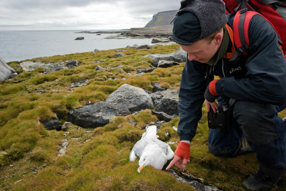 Siden 1970-tallet er det funnet døde og døende polarmåker på Bjørnøya i hekkesesongen. Obduksjon og analyse av vevsprøver fra disse fuglene har vist høye nivåer av ulike miljøgifter i hjerne og lever. (Foto: Odd Harald Selboskar / Norsk Polarinstitutt)