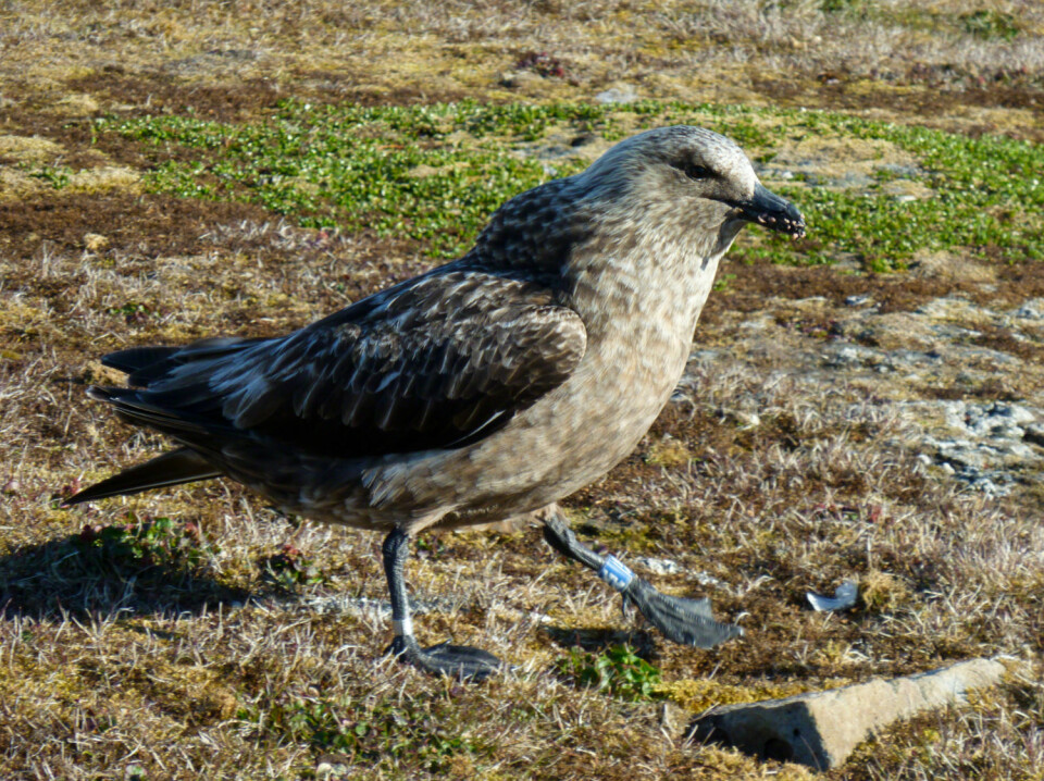 Storjo er en av fugleartene som det blir flere av på Bjørnøya. (Foto: Tore Nordstad / Norsk Polarinstitutt)
