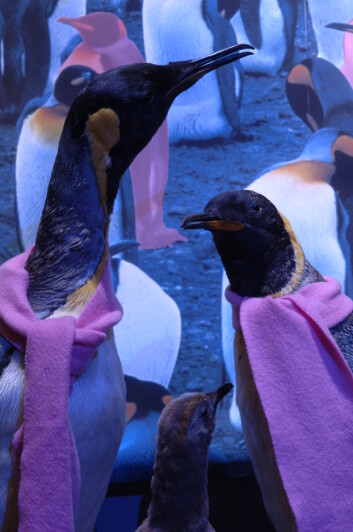 "Utstillingen Mot naturens orden? viste mange eksempler på homofili i dyreriket. (Foto: Per E. Aas/Naturhistorisk Museum)" "Utstillingen Mot naturens orden? viste mange eksempler på homofili i dyreriket. (Foto: Per E. Aas/Naturhistorisk Museum)"