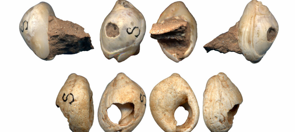 "Her ses to av skjellene - fra ulike vinkler - som forskerne har undersøkt i den nye studien. Disse skjellene ble funnet i Skhul i Israel. Målestokken er 1 cm."
