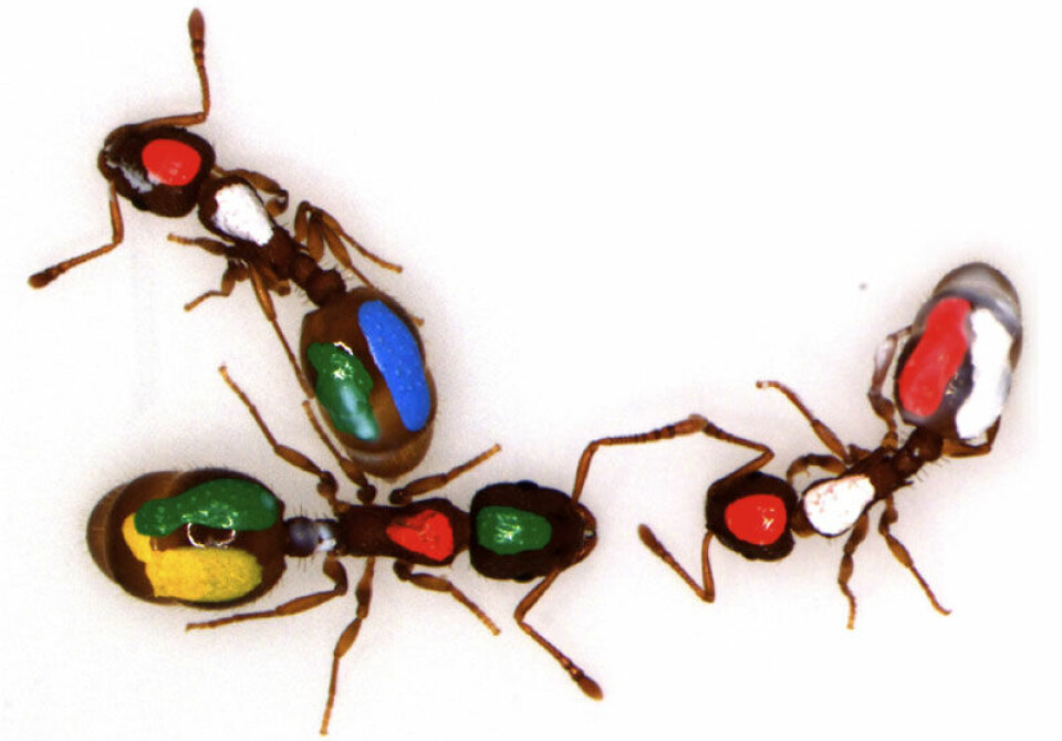 Fargekodede maur som ble brukt i forsøket på University of Arizona (Foto: Benjamin Blonder, Anna Dornhaus, University of Arizona)