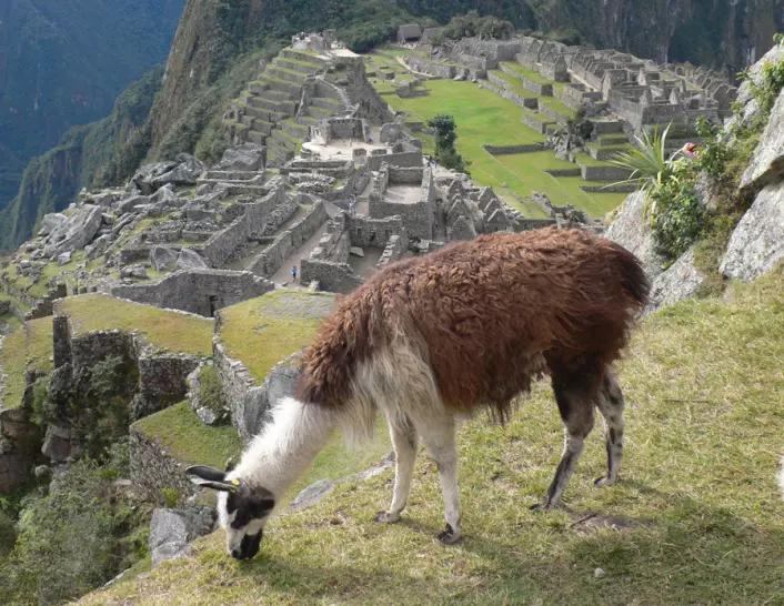 Lamaen var viktig for inkaenes sivilisasjon. Bildet viser beitende lama foran inkabyen Macchu Picchu. (Foto: Alex Cheptsow-Lusty)