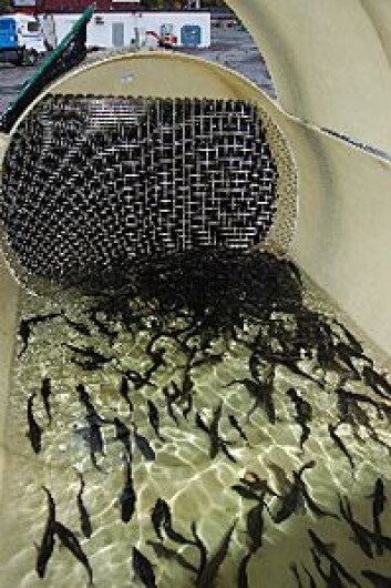 Forsøk for å etablere protokoller for sikkert transport av torsk i forhold til fiskevelferd og -helse er gjennomført. Bildet viser en simulert brønnbåttransport der fiskefysiologi og - immunologiske parametre , samt vannkvalitet blir registrert. Foto: Akvaplan-niva Forsøk for å etablere protokoller for sikkert transport av torsk i forhold til fiskevelferd og -helse er gjennomført. Bildet viser en simulert brønnbåttransport der fiskefysiologi og - immunologiske parametre , samt vannkvalitet blir registrert. Foto: Akvaplan-niva