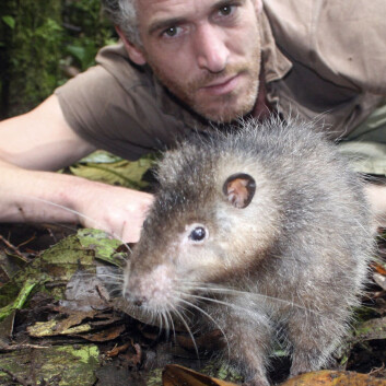 Her ses den såkalte Bosavi woolly rat sammen med BBCs kameramann Gordon Buchanan. (Foto: BBC, Jonny Keeling) Her ses den såkalte Bosavi woolly rat sammen med BBCs kameramann Gordon Buchanan. (Foto: BBC, Jonny Keeling)