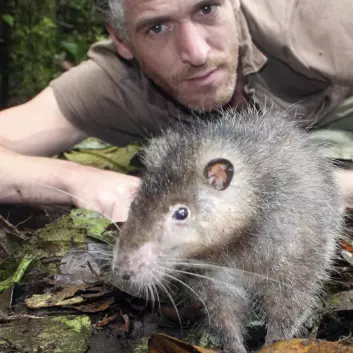 Her ses  den såkalte Bosavi woolly rat sammen med BBCs kameramann Gordon Buchanan.  (Foto: BBC, Jonny Keeling)