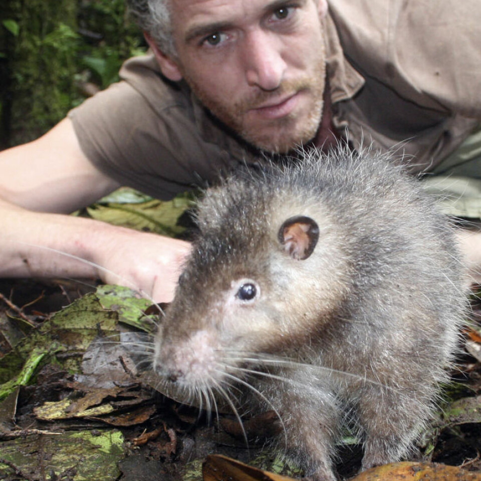 Her ses  den såkalte Bosavi woolly rat sammen med BBCs kameramann Gordon Buchanan.  (Foto: BBC, Jonny Keeling)