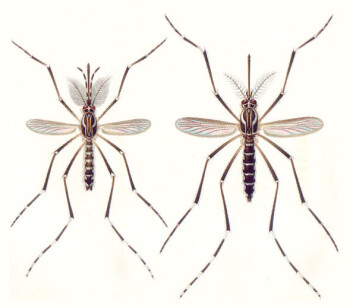 "Hannmygg (til venstre) og hunnmygg av arten Aedes aegypti . (Illustrasjon: Wikipedia)" "Hannmygg (til venstre) og hunnmygg av arten Aedes aegypti . (Illustrasjon: Wikipedia)"