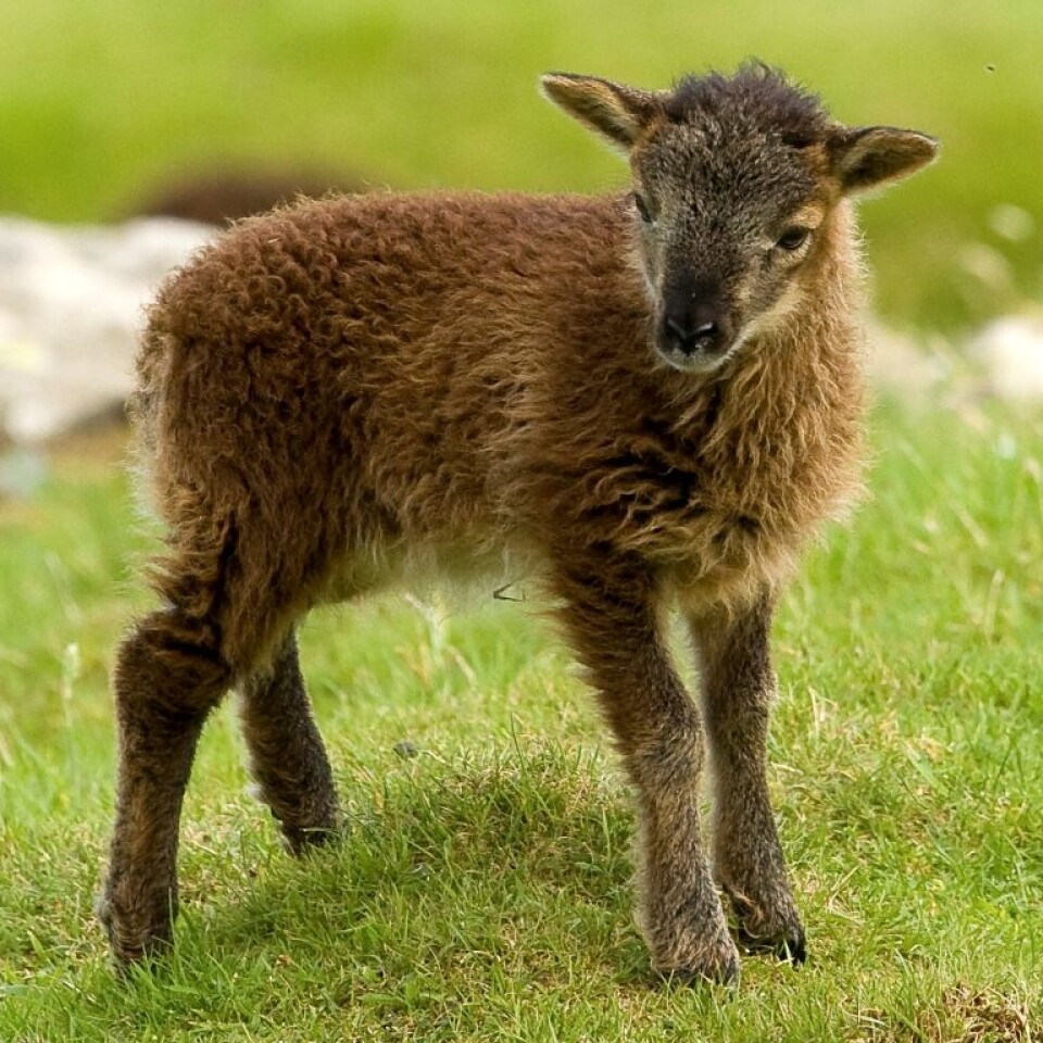 Soay-lam fra en flokk på øya Hirta utenfor kysten av Skottland. Et forskerteam fra Princeton University har studert sauene og funnet at et sterkt immunforsvar hjelper dem til å leve lenge, men på bekostning av fruktbarhet. (Foto: Arpat Ozgul/ University of Edinburgh)