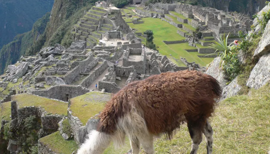 Inkaenes vekst og fall fortalt av gjødselmidd