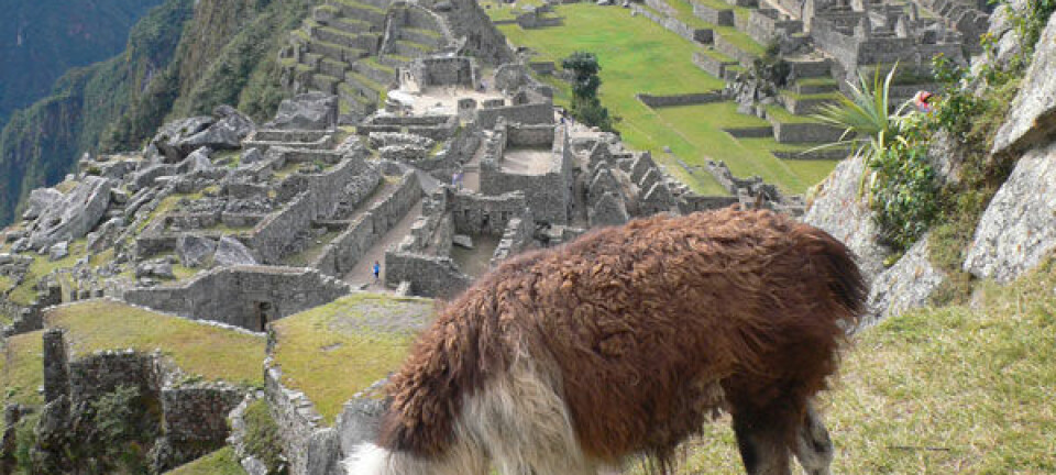 Lama foran inkabyen Macchu Picchu. (Foto: Alex Chepstow-Lusty)