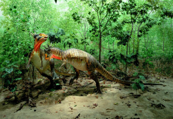 Fra utstillingen til Denver Museum of Nature & Science, USA. Her ses dinosaurer av arten Stygimoloch spinifer som slåss i et skogsområde i Nord-Dakota, i det som antas å være ett av de siste økosystemer i Kritt-tiden. (Foto: Denver Museum of Nature & Science) Fra utstillingen til Denver Museum of Nature & Science, USA. Her ses dinosaurer av arten Stygimoloch spinifer som slåss i et skogsområde i Nord-Dakota, i det som antas å være ett av de siste økosystemer i Kritt-tiden. (Foto: Denver Museum of Nature & Science)