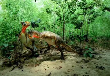 Fra utstillingen til Denver Museum of Nature &amp; Science, USA. Her ses dinosaurer av arten Stygimoloch spinifer som slåss i et skogsområde i Nord-Dakota, i det som antas å være ett av de siste økosystemer i Kritt-tiden. (Foto: Denver Museum of Nature &amp; Science)