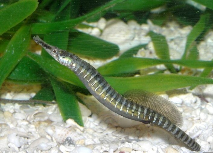 En nålefisk-hunn av arten Syngnathus scovelli hviler i en tank hos Texas A&M University. Hos nålefisk er det hannen som står for svangerskapet, men forskning indikerer at mindre attraktive hunner kan bli lurt. Selv om hannen tar i mot egg fra flere kan de beste hunnene bli prioritert. (Foto: Nick Ratterman) En nålefisk-hunn av arten Syngnathus scovelli hviler i en tank hos Texas A&M University. Hos nålefisk er det hannen som står for svangerskapet, men forskning indikerer at mindre attraktive hunner kan bli lurt. Selv om hannen tar i mot egg fra flere kan de beste hunnene bli prioritert. (Foto: Nick Ratterman)