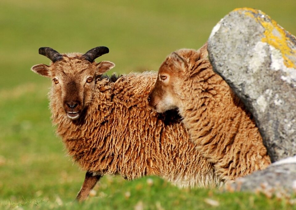 Forskningen på grader av immunitet overfor infeksjoner hos ville sauer kan gi ny innsikt i hvorfor noen mennesker blir sykere enn andre når de blir eksponert for den samme sykdommen. (Foto: Loeske Kruuk/University of Edinburgh)