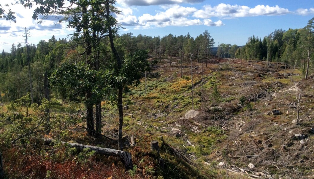 Den høyproduktive granskogen i dalen er hogget, mens den skrinnere skogen på åsen fikk stå. Bildet er nokså representativt for tilstanden i norsk skog der kun 5 prosent av den gamle skogen står på middels produktiv og høyproduktiv mark, der hogst er økonomisk mest lønnsom. Den høyproduktive granskogen i dalen er hogget, mens den skrinnere skogen på åsen fikk stå. Bildet er nokså representativt for tilstanden i norsk skog der kun 5 prosent av den gamle skogen står på middels produktiv og høyproduktiv mark, der hogst er økonomisk mest lønnsom.