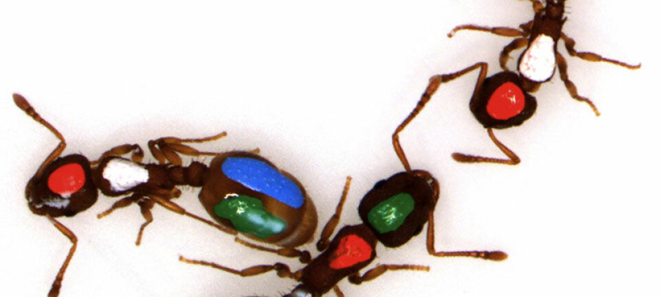 Fargekodede maur som ble brukt i forsøket på University of Arizona (Foto: Benjamin Blonder, Anna Dornhaus, University of Arizona)
