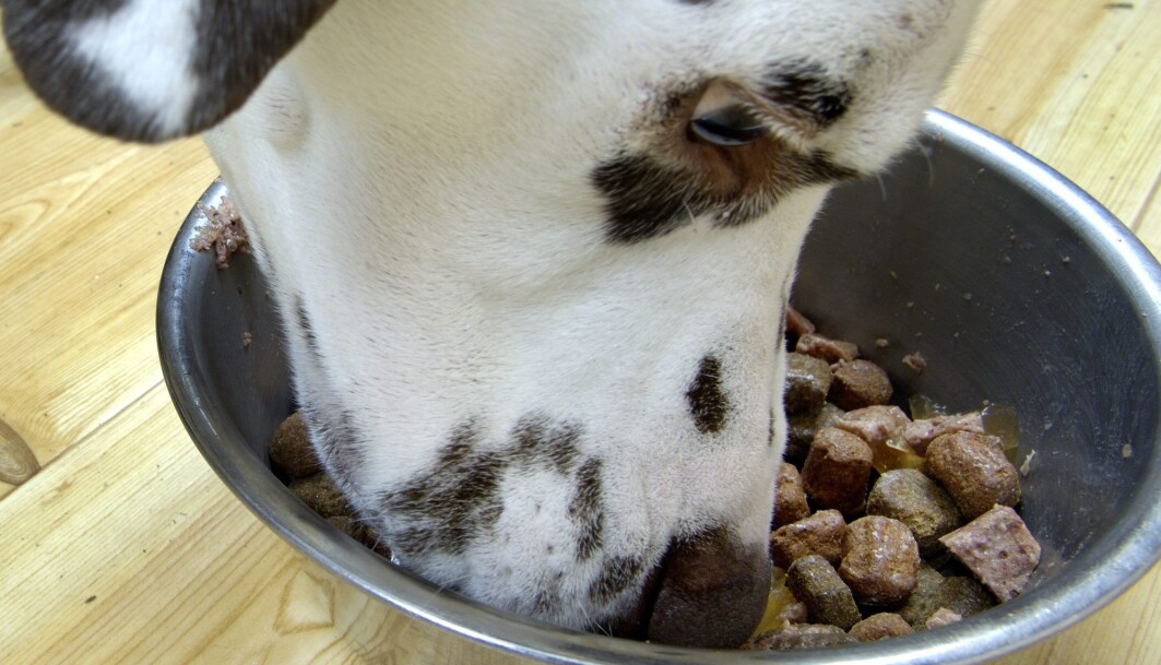 En studie viser at mye av hundematen som ble kjøpt i matbutikker og dyrebutikker i Europa inneholder bakterier som er motstandsdyktige mot antibiotika. En studie viser at mye av hundematen som ble kjøpt i matbutikker og dyrebutikker i Europa inneholder bakterier som er motstandsdyktige mot antibiotika.