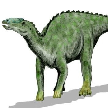 "Hadrosaur (Kilde: Arthur Weasley, Wikimedia Commons)" "Hadrosaur (Kilde: Arthur Weasley, Wikimedia Commons)"