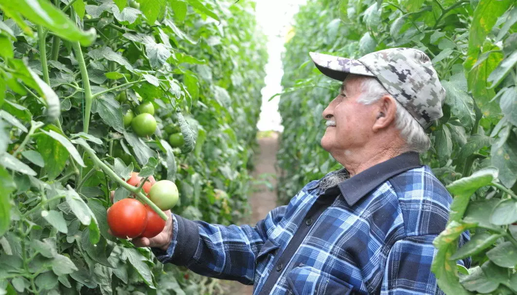 This Armenian farmer grows fine tomatoes. Still, he misses the traditional varieties.