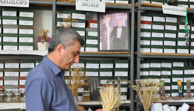 Andreas Melikyan, head of the gene bank at the Armenian National Agrarian University, with some of the country’s many traditional wheat varieties. Andreas Melikyan, head of the gene bank at the Armenian National Agrarian University, with some of the country’s many traditional wheat varieties.