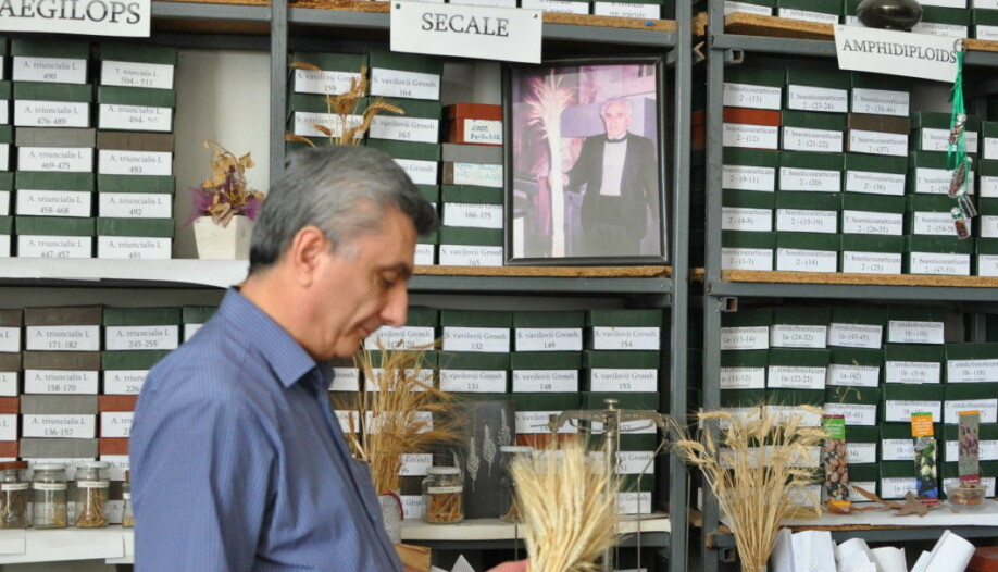 Andreas Melikyan, head of the gene bank at the Armenian National Agrarian University, with some of the country’s many traditional wheat varieties.
