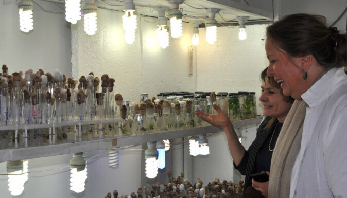 FNI researcher Regine Andersen being shown around one of Armenia’s state gene banks by researcher Gayane Melyan. Here potato conservation is in focus FNI researcher Regine Andersen being shown around one of Armenia’s state gene banks by researcher Gayane Melyan. Here potato conservation is in focus