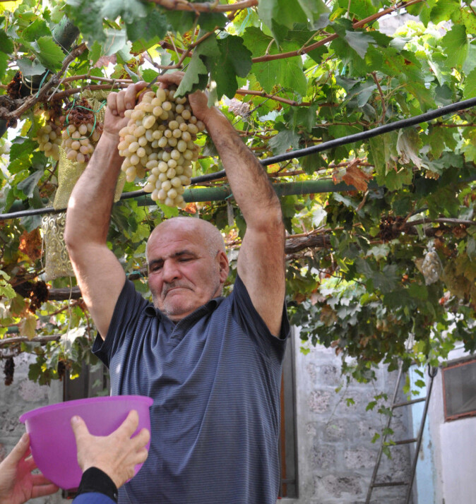 This farmer, Simon Jamalyan, explains that people in Armenia hold that their country is the original home of wine grapes. Indeed, Armenia boasts a great diversity of wine grape varieties. Here Jamalyan offers the Norwegian visitors a taste of his grapes. This farmer, Simon Jamalyan, explains that people in Armenia hold that their country is the original home of wine grapes. Indeed, Armenia boasts a great diversity of wine grape varieties. Here Jamalyan offers the Norwegian visitors a taste of his grapes.