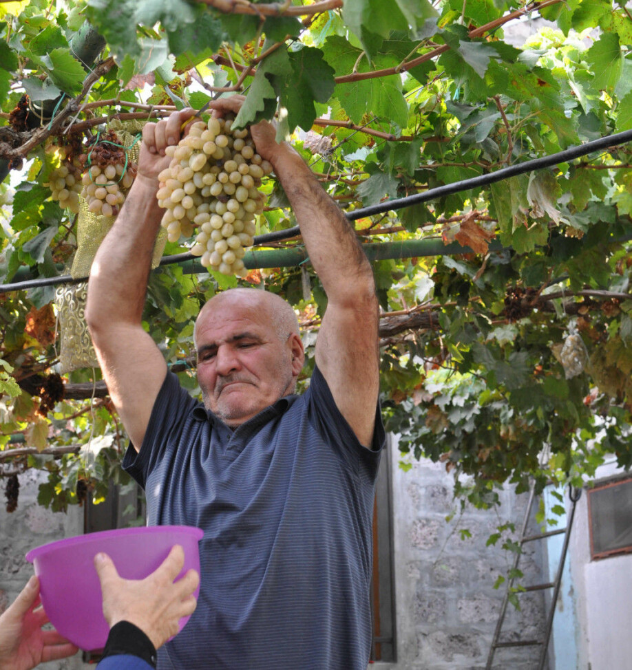 This farmer, Simon Jamalyan, explains that people in Armenia hold that their country is the original home of wine grapes. Indeed, Armenia boasts a great diversity of wine grape varieties. Here Jamalyan offers the Norwegian visitors a taste of his grapes.