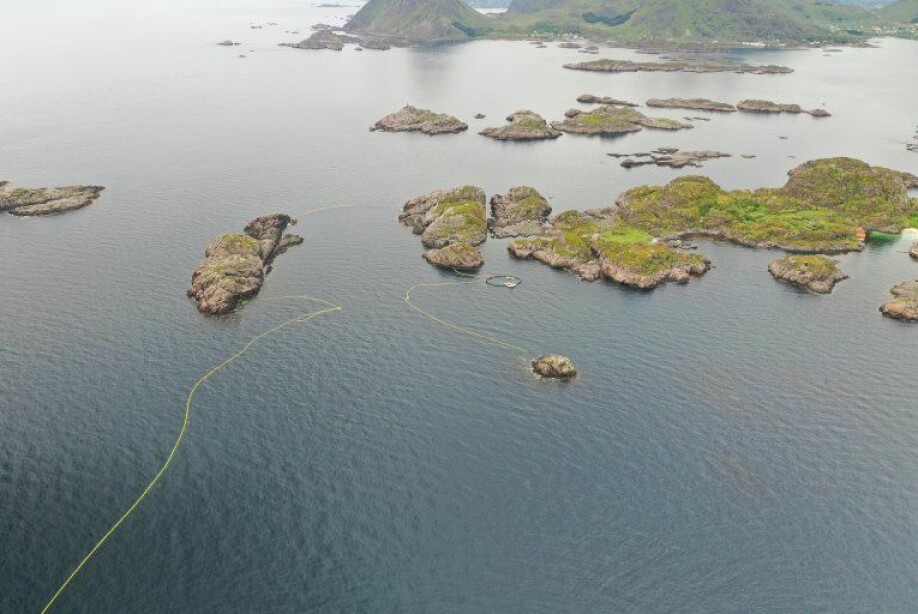 The catch and release site consists of nets used to guide the whales into a basin that can be sealed once entered.