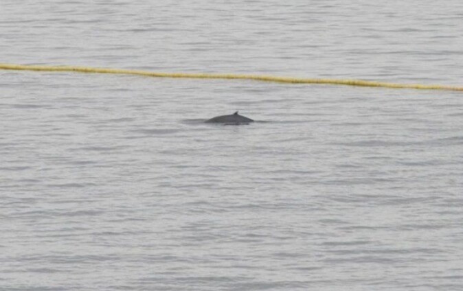 So close, yet so far away. The team observed 20 whales during the field effort. This minke whale showed up on thursday june 24, but turned around at the entrance of the testing basin. So close, yet so far away. The team observed 20 whales during the field effort. This minke whale showed up on thursday june 24, but turned around at the entrance of the testing basin.