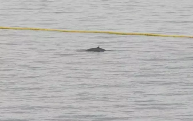 So close, yet so far away. The team observed 20 whales during the field effort. This minke whale showed up on thursday june 24, but turned around at the entrance of the testing basin.