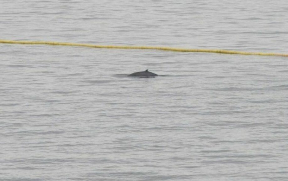 So close, yet so far away. The team observed 20 whales during the field effort. This minke whale showed up on thursday june 24, but turned around at the entrance of the testing basin.