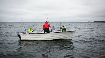 Får fiskere av sjøkreps i seg for mye kvikksølv?