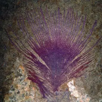 Forskere har oppdaget at ørsmå strukturer i denne 40 millioner år gamle fjæra lagde regnbuespill da skapningen levde. (Foto: Jakob Vinther/Yale University)