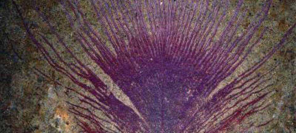 Forskere har oppdaget at ørsmå strukturer i denne 40 millioner år gamle fjæra lagde regnbuespill da skapningen levde. (Foto: Jakob Vinther/Yale University)
