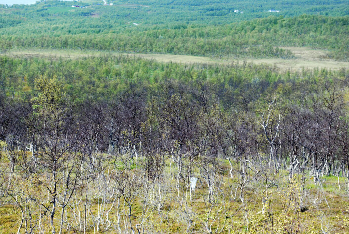 (Foto: Helge M. Markusson, Polarmiljøsenteret) (Foto: Helge M. Markusson, Polarmiljøsenteret)